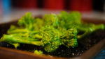 Broccoli on a baking tray